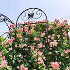 MAYEERTY Lot de 4 treillis de jardin en métal, 220 x 50 cm, résistants à la rouille, pour plantes grimpantes, noirs, pour fleurs d'extérieur